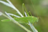 Phaneroptera falcata