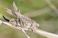 Platycleis albopunctata