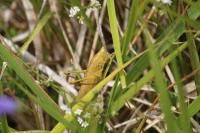 Ruspolia nitidula