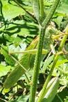 Tettigonia viridissima