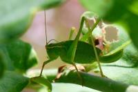 Leptophyes punctatissima
