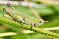 Chorthippus dorsatus