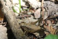 Pholidoptera griseoaptera
