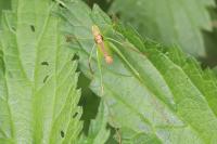 Leptophyes punctatissima