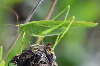 Phaneroptera falcata