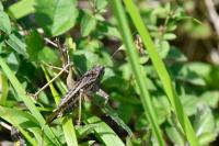 Platycleis albopunctata