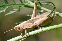 Chorthippus dorsatus