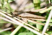 Chorthippus dorsatus