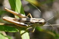 Euchorthippus declivus
