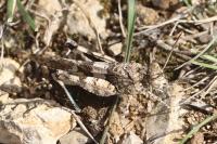 Oedipoda caerulescens