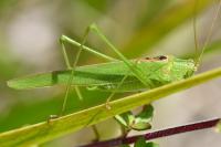 Phaneroptera falcata