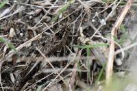 Calliptamus italicus