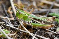 Stenobothrus lineatus