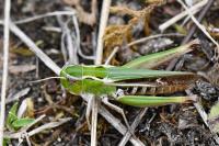 Stenobothrus lineatus