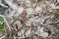 Oedipoda caerulescens