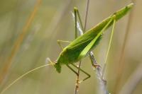 Phaneroptera falcata