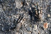 Oedipoda caerulescens