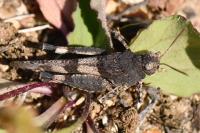 Oedipoda caerulescens