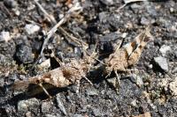 Oedipoda caerulescens