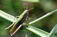 Chorthippus dorsatus