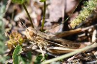 Euchorthippus elegantulus