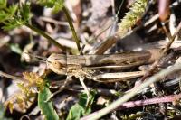Euchorthippus elegantulus