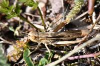 Euchorthippus elegantulus