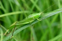 Ruspolia nitidula