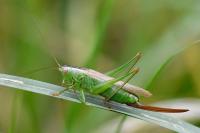 Conocephalus fuscus