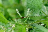 Tettigonia viridissima