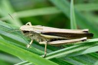 Stethophyma grossum