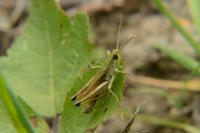 Pseudochorthippus parallelus