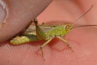 Pseudochorthippus parallelus