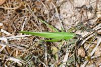 Ruspolia nitidula