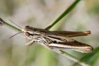 Euchorthippus declivus