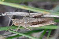 Chorthippus dorsatus
