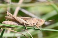 Chorthippus dorsatus