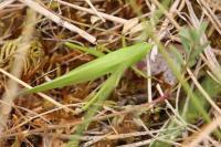 Ruspolia nitidula