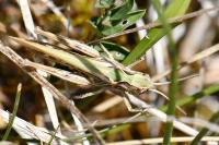 Omocestus rufipes