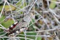 Calliptamus italicus
