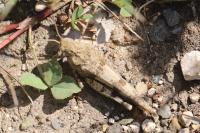 Oedipoda caerulescens