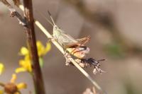 Chorthippus dorsatus
