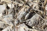 Oedipoda caerulescens