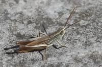 Euchorthippus elegantulus