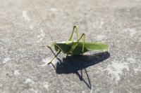 Tettigonia viridissima