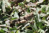 Oedipoda caerulescens