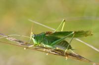 Tettigonia viridissima