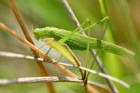 Phaneroptera falcata