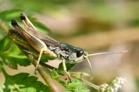 Pseudochorthippus parallelus