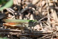 Chorthippus dorsatus